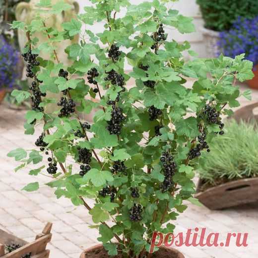 Смородина – капризная дама или культура с особенностями?