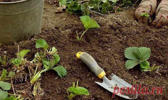 Почва для клубники 

источник САДОВАЯ ФЕЯ - Дача. Сад и Огород
 
 






Почва для клубникиКак правильно подобрать почву для клубники чтобы она качественно плодоносила.Клубника мало привередлива к грунту. Она хорошо рас…