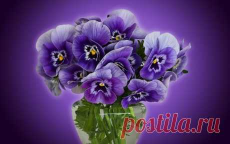 (5) Одноклассники