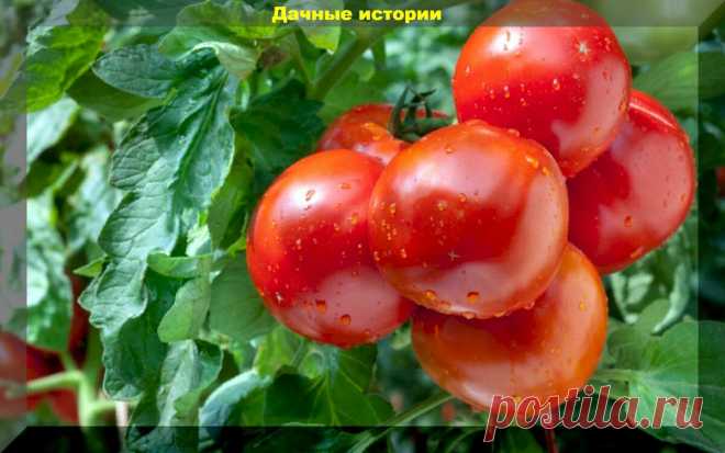 Боремся с фитофторой, растрескиванием, ускоряем созревание. Три главные помидорные проблемы августа | Дачные истории | Яндекс Дзен