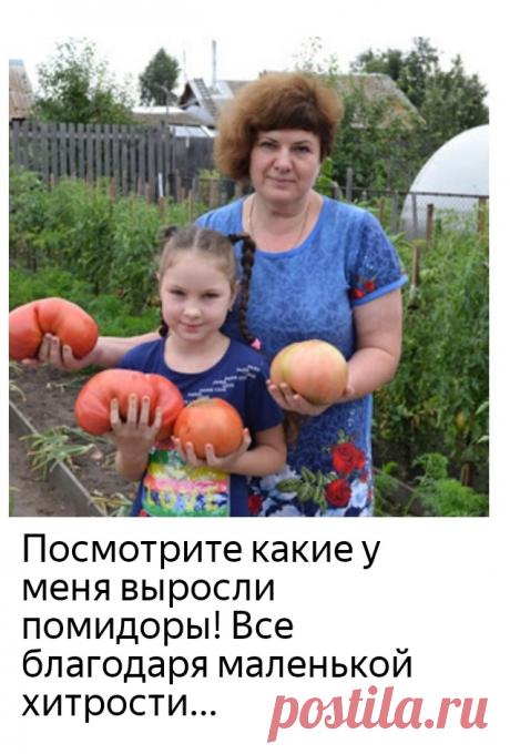 Чтобы повысить урожайность помидорных кустов, во время цветения второй и третьей цветочных кистей очень хорошо опрыскать растения слабым раствором борной кислоты. 

Бор «помогает» прорастанию пыльцы, завязыванию и росту плодов. Наряду с этим он ещё и стимулирует образование новых точек роста, и способствует увеличению сахара в плодах.