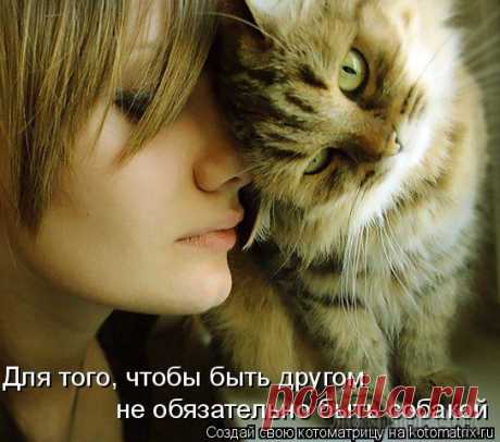 В основном - про котов (продолжение)
