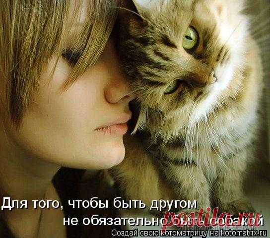 В основном - про котов (продолжение)