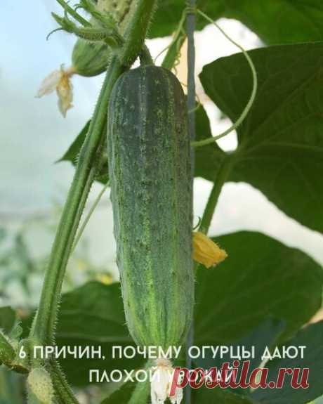6 причин, почему огурцы дают плохой урожай