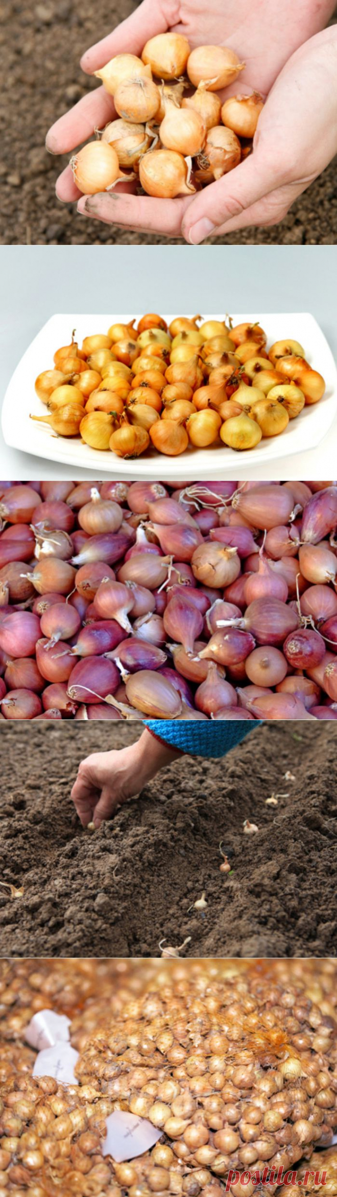 strong>Лук-севок: как выбрать и купить.