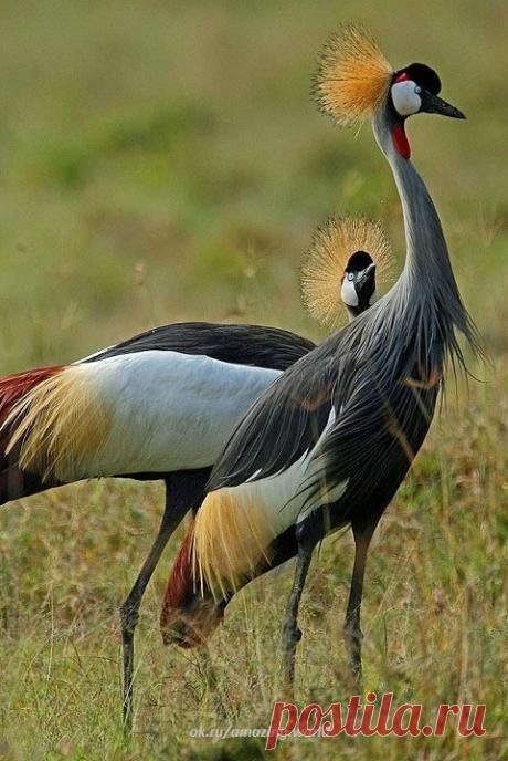Венценосные журавли не боятся человека, поэтому часто селятся рядом с человеческим жильем, однако в последнее время деятельность человека стала пагубно влиять на жизнь этих птиц, в связи с чем численность венценосных журавлей значительно уменьшилась.


Венценосные журавли занесены в Международную Красную книгу, где им присвоен статус уязвимого вида.