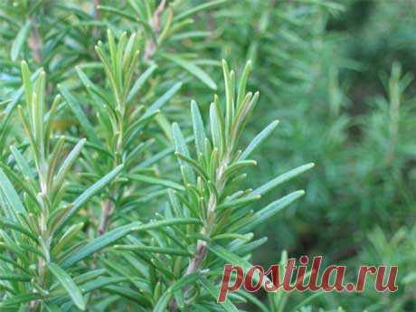 Розмарин лекарственный: полезные свойства, выращивание, заготовка