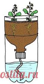 This is also a great idea for starting seeds as the moisture comes from the bottom, thus eliminating the fungus that kills many seedlings when you water from the top.