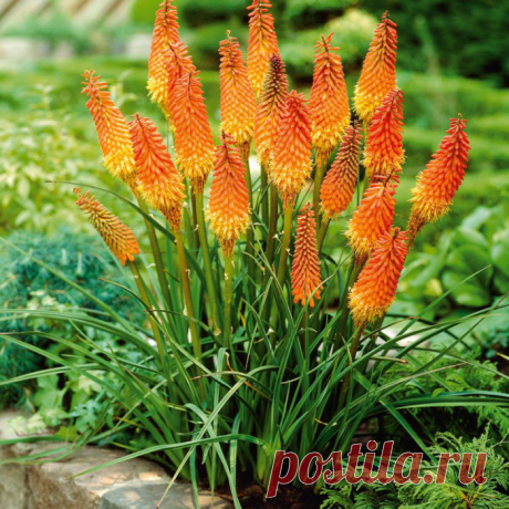 Книфофия – ох, какая красавица!