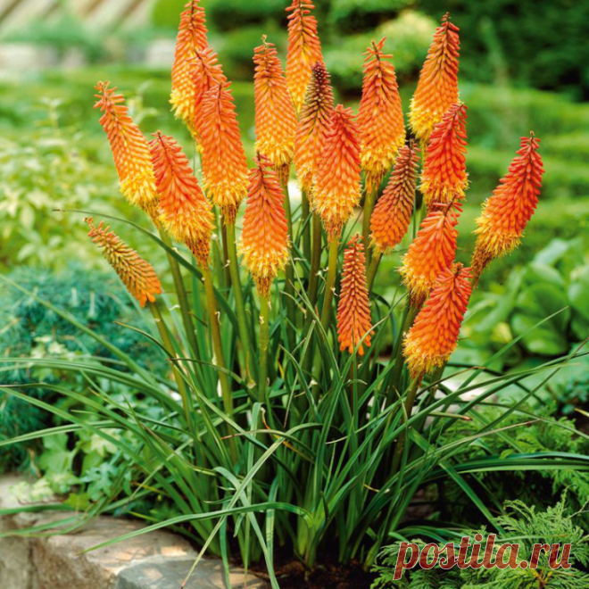 Книфофия – ох, какая красавица!