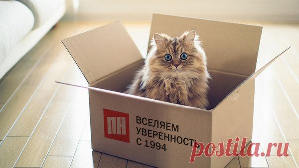 Лайфхак: как переехать в новую квартиру без головной боли | Журнал «ВСЯ ПН» | Яндекс Дзен