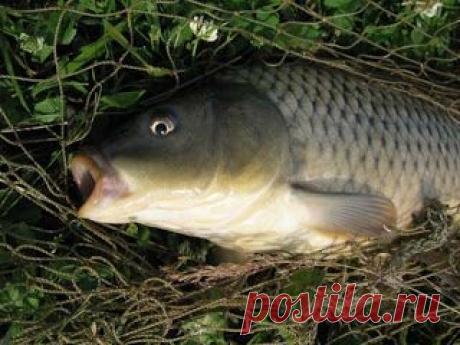 Рыбалка видео: Карп