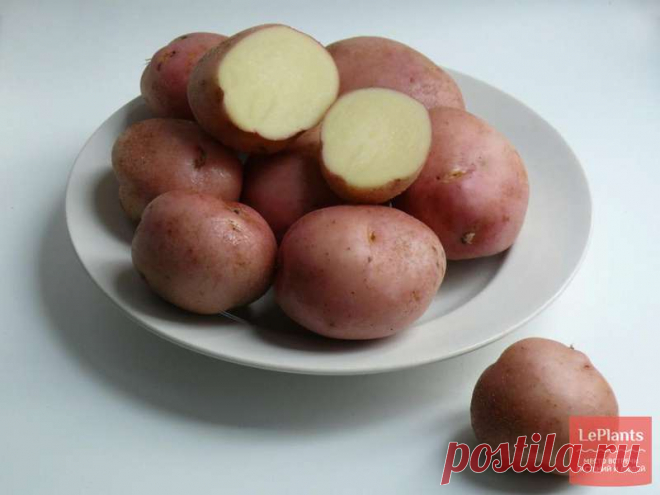 Картофель романо описание сорта Огород без хлопот - информационный сайт для дачников, садоводов и огородников.