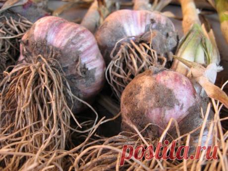 Выращивание ярового чеснока