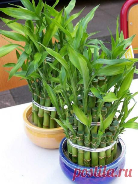 Комнатный бамбук - растение удачи