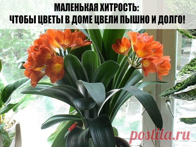 Давно ли Ваш любимый цветок цвел, как в магазине цветов, не помните? Вот и я уже почти позабыла. Вроде и подкармливаю его, а он все не радует пышным цветением. 

Маленькая хитрость: чтобы цветы в доме цвели пышно и долго! 

Но вот недавно зашла в гости к подруге, а у неё цветы просто загляденье, все цветут, как на подбор. Как же так? Оказывается есть одна маленькая хитрость, для того чтобы цветок цвел пышно и долго нужна специальная подкормка. Секрет её прост и доступен, д...