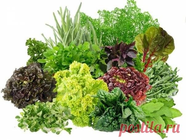 🌱 ВАЖНО

* Если вы потребляете травку не со своей грядки, перед готовкой ее лучше замочить на час в холодной воде. Тогда из зелени уйдут нитраты. Если времени вымачивать нет, можно сбрызнуть салат лимонным соком. Во-первых, так еда лучше усваивается, а во-вторых, кислая среда опять-таки обезвреживает нитраты.

* Салаты надо съедать сразу после приготовления. В холодильнике нитраты могут превратиться в нитриты, а это уже самый настоящий яд.
_____________