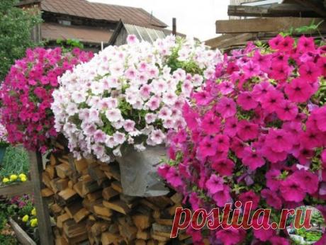 ЧТОБЫ ПЕТУНИЯ РОСЛА "ШАРИКОМ"
Супер пышная петуния! Мой опыт.
 Но. перед тем как начать свой краткий обзор, хочу вас предупредить, что я не являюсь "гуру" в этой области. Просто хочу вам рассказать, как поступаю с петунией я. Какие применяю агротехнические приёмы, чтобы петуния была пышной.
Итак! Обычно начинающие цветоводы (или те у кого пока с выращиванием петуний из семян есть свои сложности) покупают молодые саженцы — примерно вот такого возраста.
Вот именно в таком возрасте растения, я