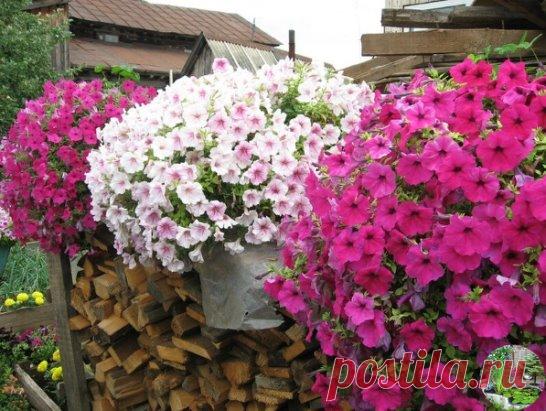 ЧТОБЫ ПЕТУНИЯ РОСЛА 