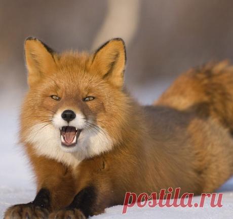 Лисица.