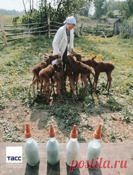 Facebook

#АрхивТАСС: Лосиная ферма. Костромская область, 1975 год