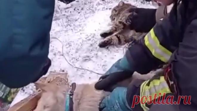 Спасение собаки и кошки после пожара в Кемеровской области попало на видео. Под Кемерово спасателям пришлось оказывать помощь пострадавшим при пожаре домашним животным. Видео их спасения опубликовал Telegram-канал "ЧП ЛК". Пожар произошел в квартире в Ленинске-Кузнецком. Хозяйку и ее питомцев ...