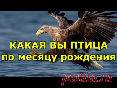 Какая птица - ваше второе «Я» по дате рождения?