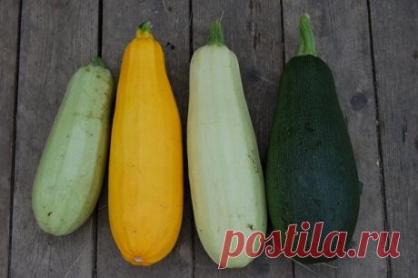 Кабачковая икра как в детстве | ЛИС&amp;ФИЗАЛИС | Яндекс Дзен