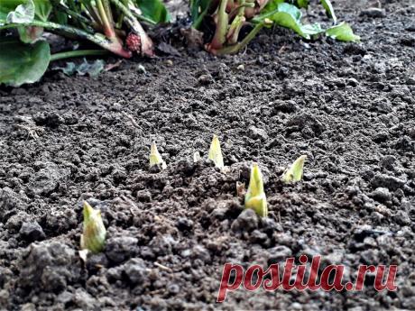 Пять основных правил ухода за хостами весной. | Цветочная душа | Яндекс Дзен