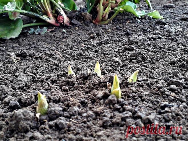 Пять основных правил ухода за хостами весной. | Цветочная душа | Яндекс Дзен