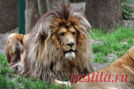Царственный лев