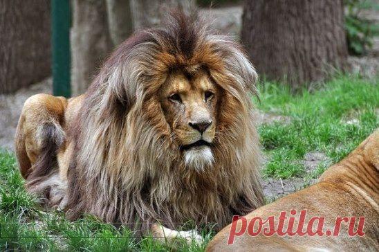 Царственный лев