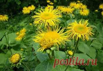 Отвары лекарственных растений для лечения ЖКТ | Советы Народной Мудрости