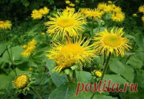 Отвары лекарственных растений для лечения ЖКТ | Советы Народной Мудрости