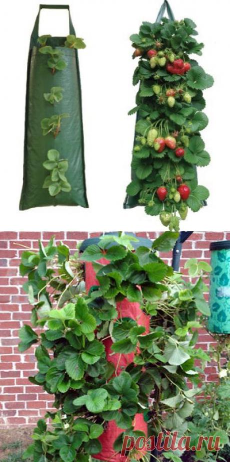 Выращивание клубники в мешках | Умелые ручки