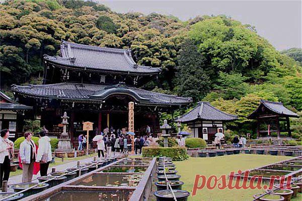 © Мимурото - маленький буддийский храм в городе Уджи. Храм Мимурото-джи расположен на склоне горы. Он совсем небольшой, хотя и древний, - основан в 770 году. А у подножия горы разбит парк, в котором растут 10 000 кустов гортензий и 20 000 кустов азалий. Плюс 1 000 кустов рододендронов разных видов.|Парк у храма Мимурото. Япония | Блог ZooFitoSfera о растениях, животных и интересном