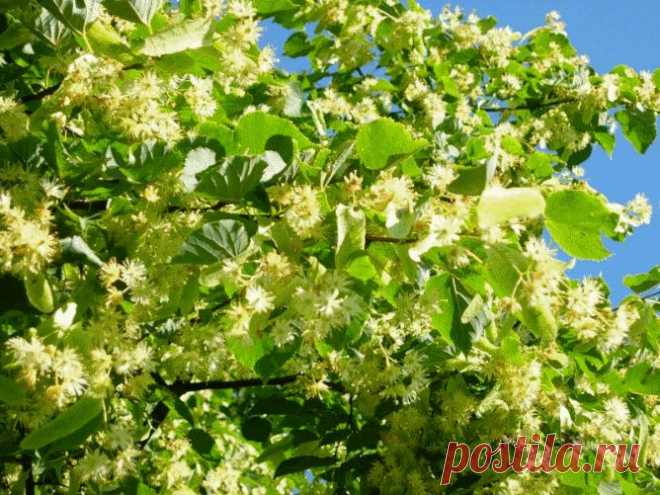 Липа сердцелистная, полезные свойства, цветки липы, применение, лечение.
