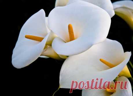 Cala Lily photo by Aubryknight