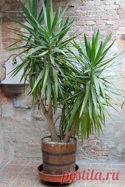 ЮККА Юкка (Yucca) – декоративное растение из семейства агавовых, произрастающее преимущественно в Мексике. Взрослые экземпляры достигают напоминают пальму, поэтому часто становятся украшением офисных холло…