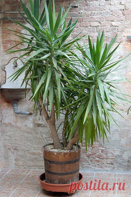 ЮККА Юкка (Yucca) – декоративное растение из семейства агавовых, произрастающее преимущественно в Мексике. Взрослые экземпляры достигают напоминают пальму, поэтому часто становятся украшением офисных холло…