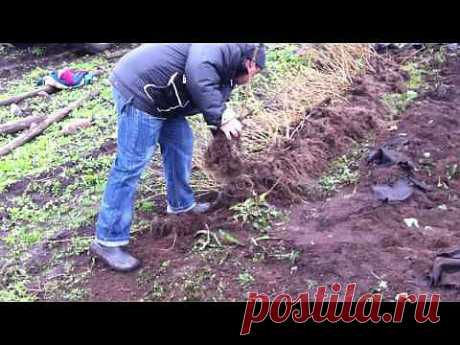 ▶ чёрная смородина - YouTube