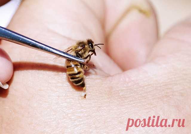 АПИТЕРАПИЯ И МЁДОЛЕЧЕНИЕ — Домашние заботы