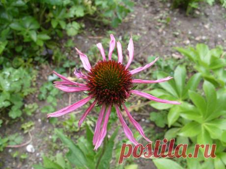 Эхинацея пурпурная – «прекрасная ромашка» для иммунитета. 
Не удивительно, что уже у многих людей, относящихся бережно к своему здоровью, на дачах растет эта прекрасная «ромашка» — эхинацея пурпурная (Echinacea purpurea). Её соцветия добавляют в травяные чаи, которые хорошо укрепляют здоровье. С лечебной целью используют все растение как иммуномодулирующее, противовоспалительное, кровоостанавливающее, ранозаживляющее, обезболивающее средство.
