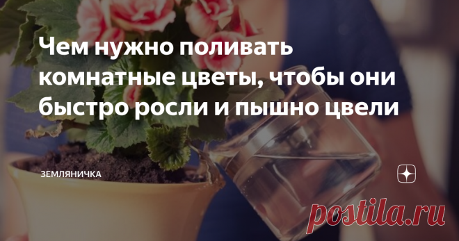 Чем нужно поливать комнатные цветы, чтобы они быстро росли и пышно цвели Я отношусь к тем людям, которые ну просто жить не могут без «зеленого уголка» в комнате. Нет, ну правда, растения в доме не только создают уютную и теплую атмосферу, но и поднимают настроение своими прекрасными цветами. Особенно это чувствуется в осенне-зимний период, когда любимые клумбы за окном покрываются толстым слоем снега.
Однако, домашним «питомцам», как и их уличным «собратьям», требуется