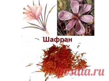 Шафран - царь специй | Женский журнал