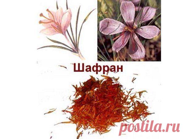 Шафран - царь специй | Женский журнал
