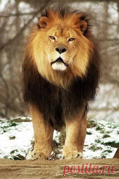 Animals - Google+