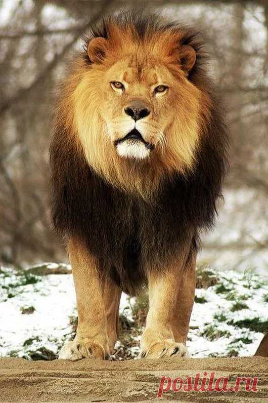 Animals - Google+