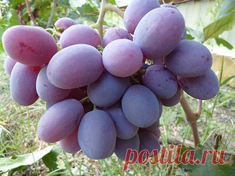 Монте-Кристо - Сайт vitalikgybanovsorta2013!