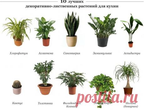Растения для кухни - Садоводка